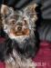Yorkshire terrier - Verkauf