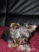 Yorkshire terrier - Verkauf