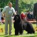 Szczenięta nowofundland z rodowodem - Sprzedaż