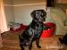 Quality Working Labrador Puppies - Sale
