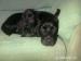 Quality Working Labrador Puppies - Sale