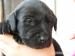 Krásne šteniatka Labradora - Predaj