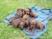 Krátkosrstý jezevčík - Prodej