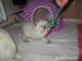 Luxusní mazlíci Ragdoll - Prodej