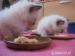 Luxusní mazlíci Ragdoll - Prodej