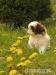 SHIH-TZU - Prodej