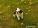 SHIH-TZU - Prodej