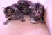 Bengal Kittens 2 boys 2 girls - Sale