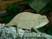 Chameleons - pygmy, jacksons, carpet, oustalets - Sale