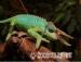 Chameleons - pygmy, jacksons, carpet, oustalets - Sale