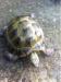 Male Horsfield Tortoise - Sale