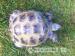 Male Horsfield Tortoise - Sale