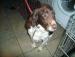 Springer spaniel - Sale