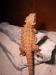2 Bearded Dragons & Corner Viv - Sale