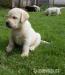 Labradorský retriever- štěňátka - Prodej
