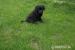 Labradorský retriever- štěňátka - Prodej
