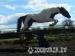 Stunning 16.3 irish sports horse - Sale