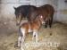 Section D Colt Foal - Sale