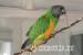 Senegal parrot - Sale