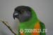Senegal parrot - Sale
