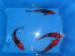 Japanese Koi Carp - Sale