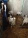Pet Lambs - Sale