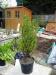 Dwarf Conifer  - Plant height 66 cm + pot height - Sale