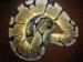 Cb 12 male spider ball python high yellow 266g - Sale