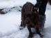 Stolen Chocolate Cocker Spaniel - Sale
