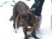 Stolen Chocolate Cocker Spaniel - Sale