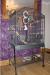 Amazona Parrot Cage (suitable for african grey) - Sale