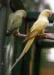 Young ringneck parrots - Sale