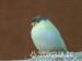 Gloster Canaries - Sale