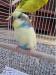 Budgies young males and females - Sale