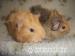 Baby Guinea Pigs - Sale