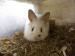 4 female baby rabbits very fluffy and beautiful - Sale