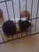 2 male guinea pigs - Sale