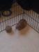 2 male guinea pigs - Sale