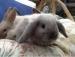 Baby rabbits mini & dwarf babies - Sale