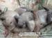 Baby rabbits mini & dwarf babies - Sale