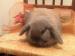 Baby rabbits mini & dwarf babies - Sale