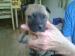 Šteniatka Cane Corso bez PP - Predaj