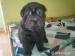 Shar pei - Predaj