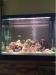 African Chiclids Lake Malawi Fish and Rocks - Sale