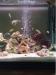 African Chiclids Lake Malawi Fish and Rocks - Sale