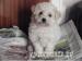 Bichon Frse puppies - Sale