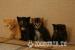 Gorgeous kittens! 8 weeks old. - Sale