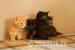 Gorgeous kittens! 8 weeks old. - Sale