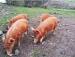 Two Month Old Tamworth Weaners - Sale