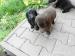 Flat Coated Retriever - Prodej